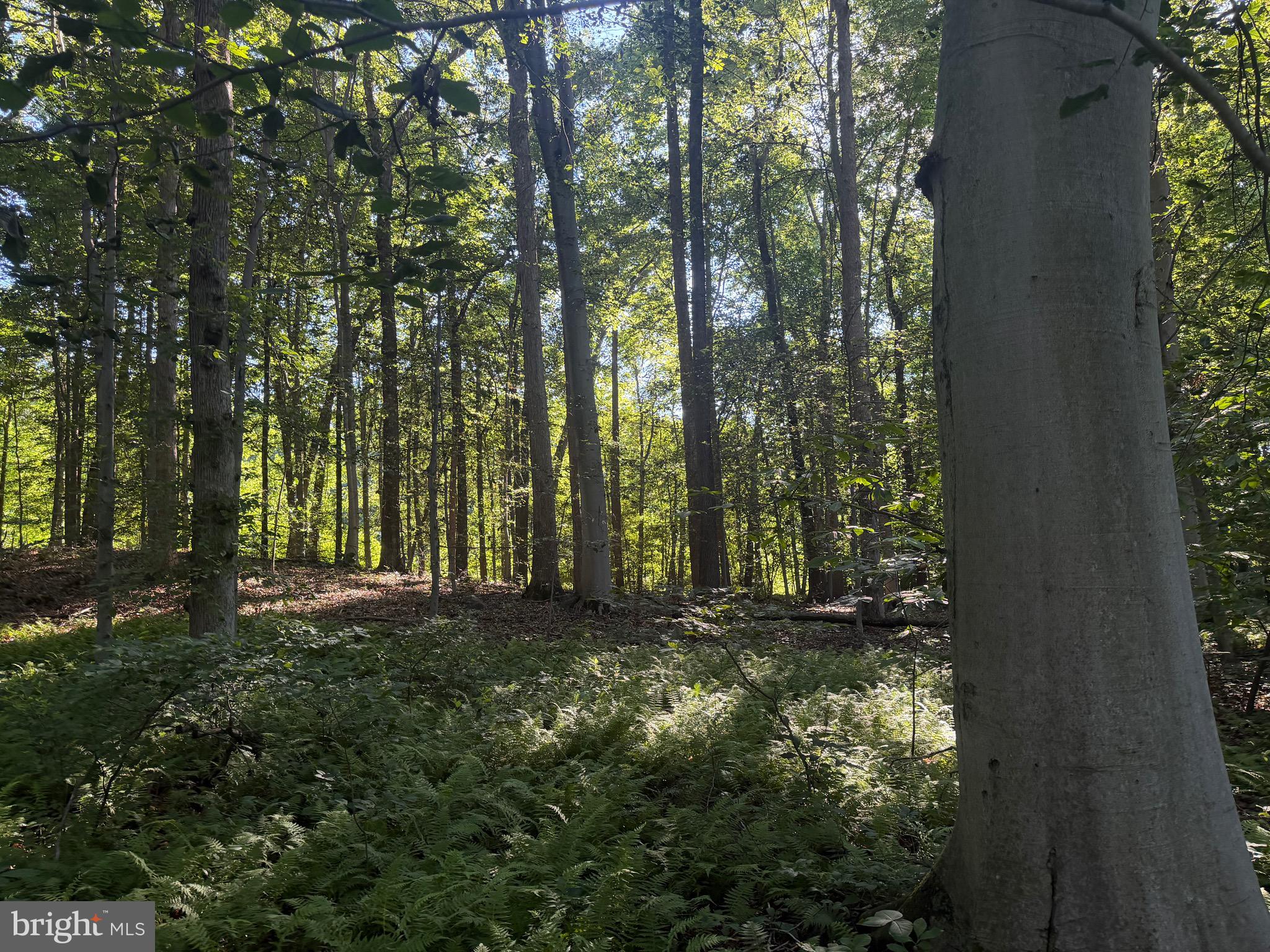 0 Rock Springs Road Conowingo, MD 21918 - Photo 40 of 79