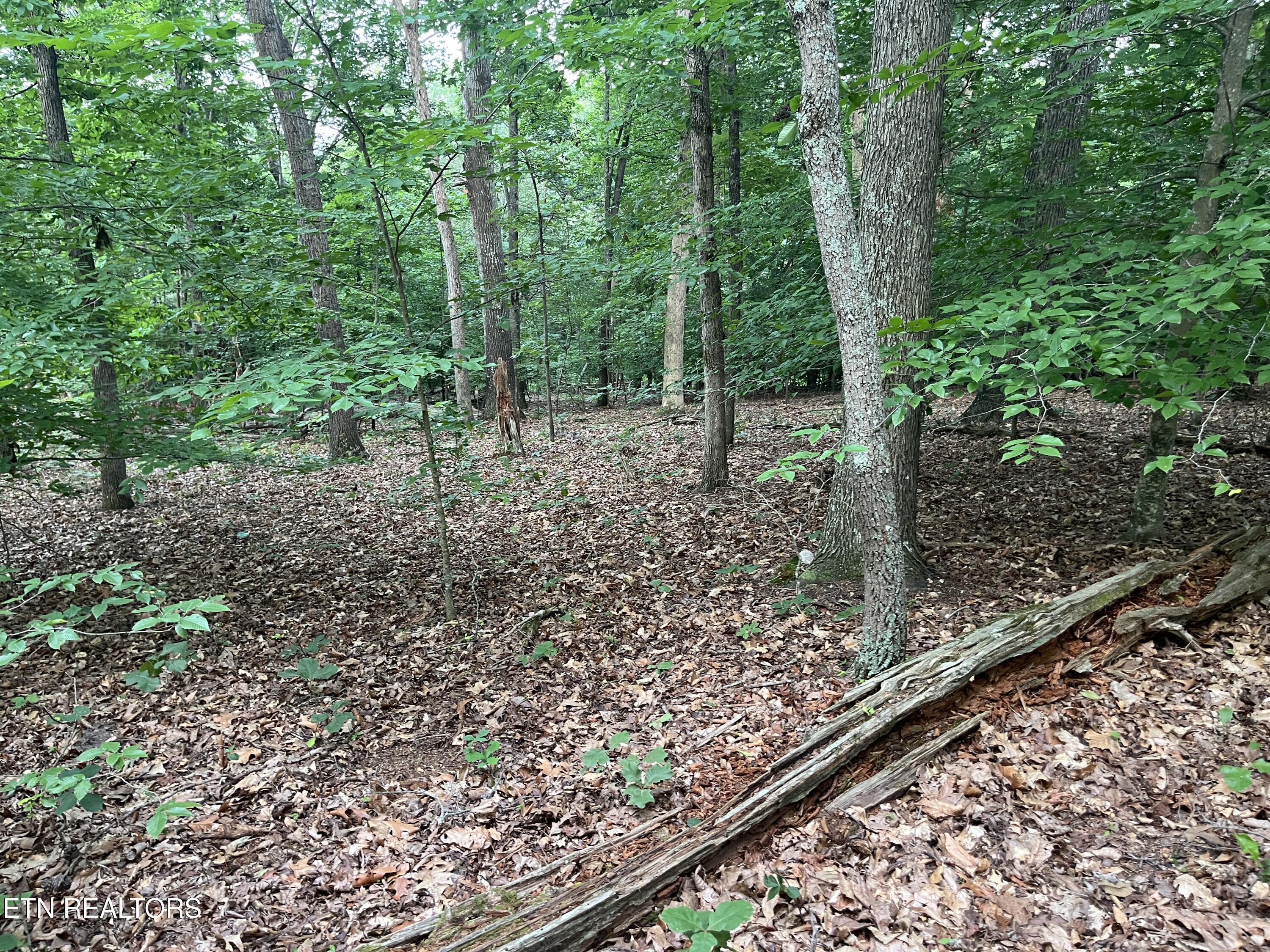 3278 Hillside Road White Pine, TN 37890 - Photo 12 of 18 IMG_5512