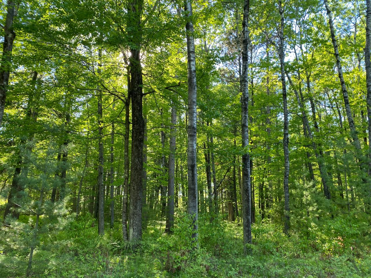 On Emden Lake Road Rhinelander, WI 54501 - Photo 2 of 15 Gallery Image 2