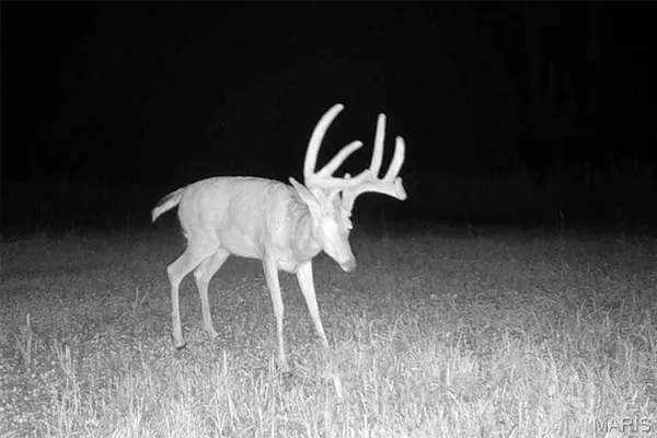 $212,000 | 46.53-ac Tbd 46.53-ac Tbd Highway, Versailles, MO 65084