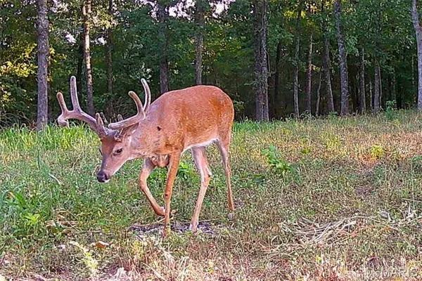 $212,000 | 46.53-ac Tbd 46.53-ac Tbd Highway, Versailles, MO 65084
