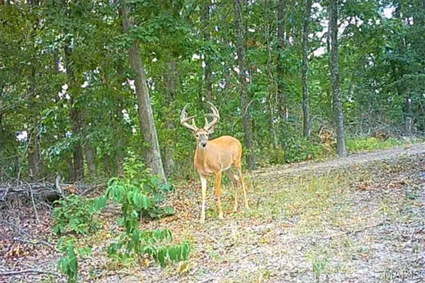 $212,000 | 46.53-ac Tbd 46.53-ac Tbd Highway, Versailles, MO 65084