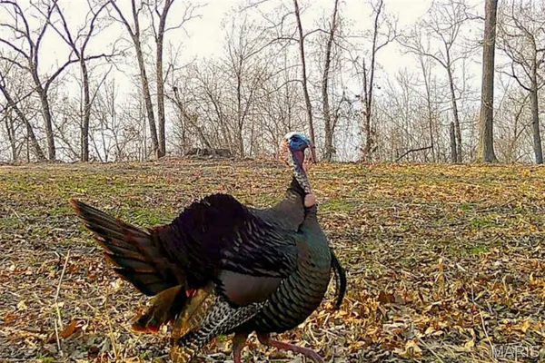 $212,000 | 46.53-ac Tbd 46.53-ac Tbd Highway, Versailles, MO 65084