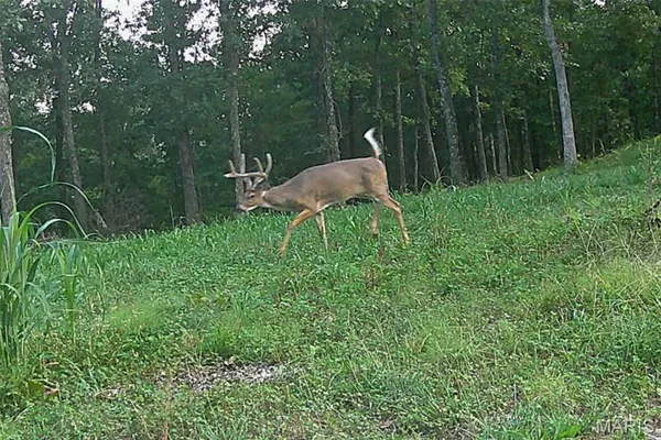 $212,000 | 46.53-ac Tbd 46.53-ac Tbd Highway, Versailles, MO 65084