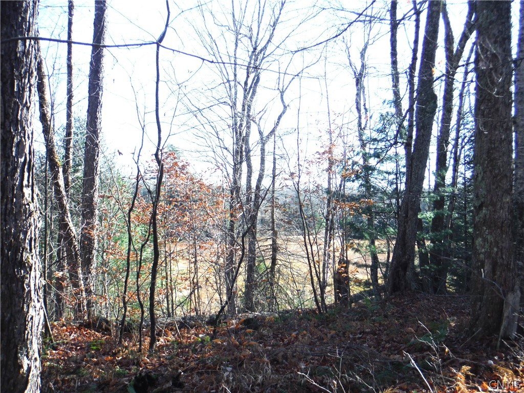 X Buck Lake Road Port Leyden, NY 13433 - Photo 48 of 50 meadow thru the trees