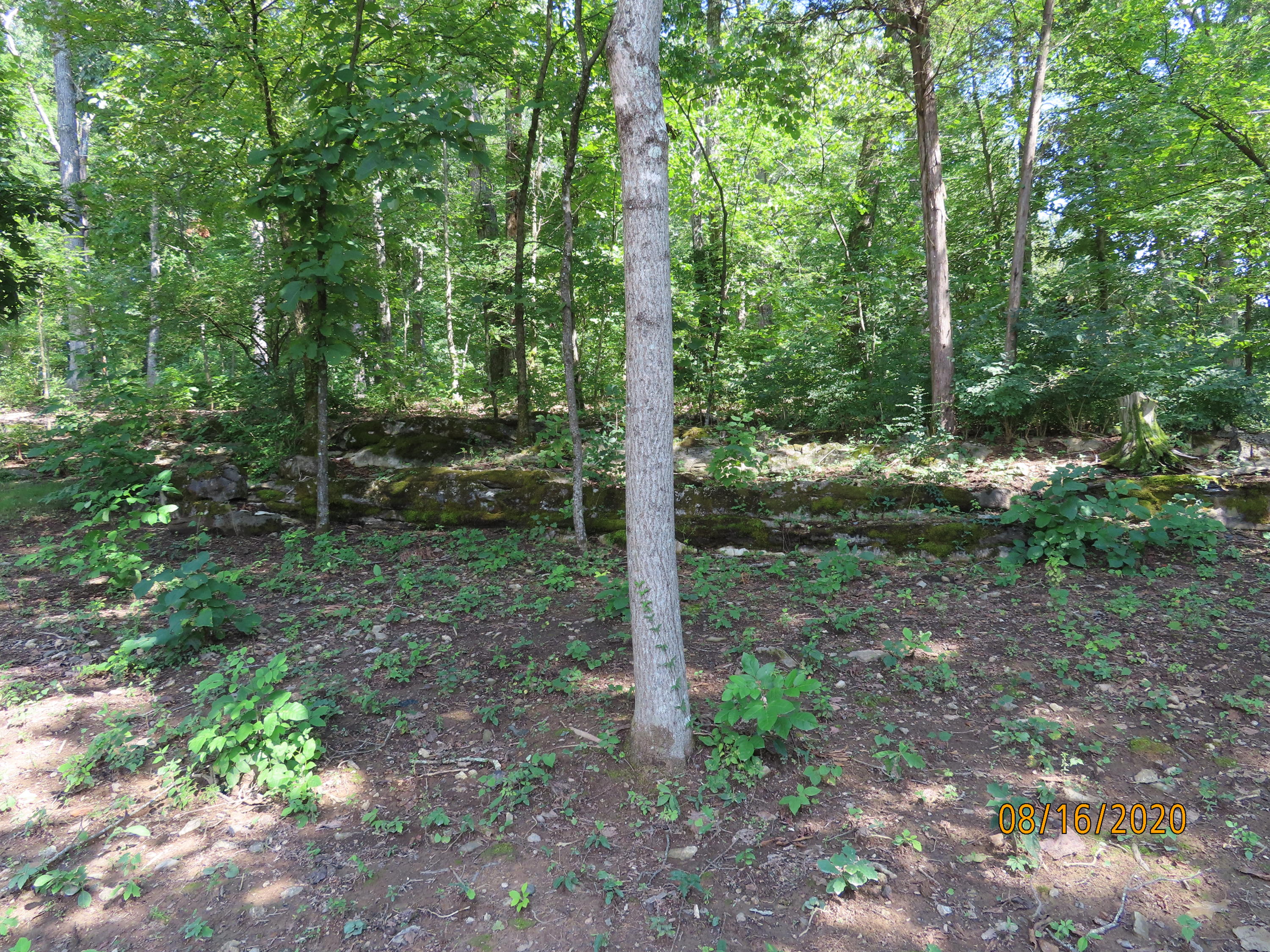 638 Johnson Road Kodak, TN 37764 - Photo 4 of 39 PEACEFUL & QUITE