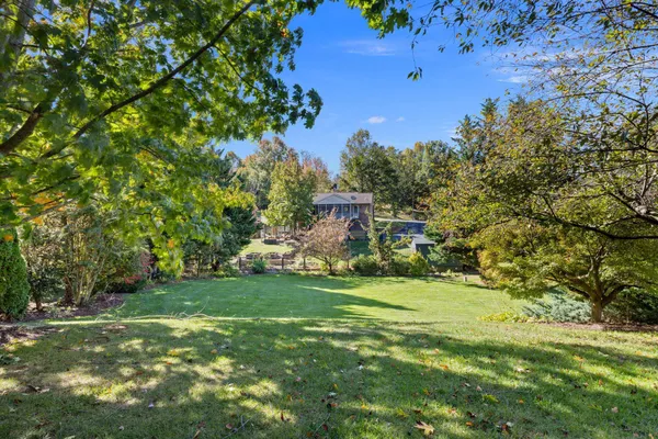 a view of a field with a tree