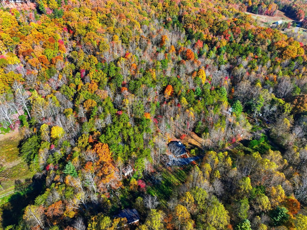 138 Cottonwood Lane Blue Ridge, GA 30513 - Photo 32 of 35 a view of a tree