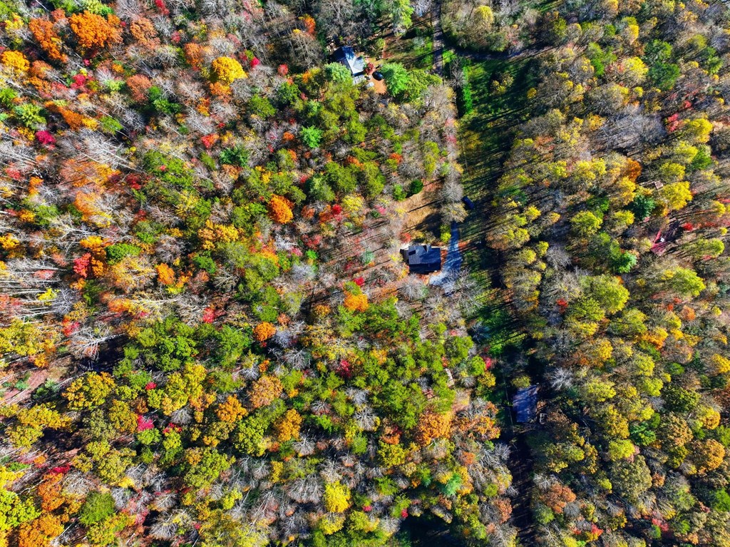 138 Cottonwood Lane Blue Ridge, GA 30513 - Photo 33 of 35 a view of a tree