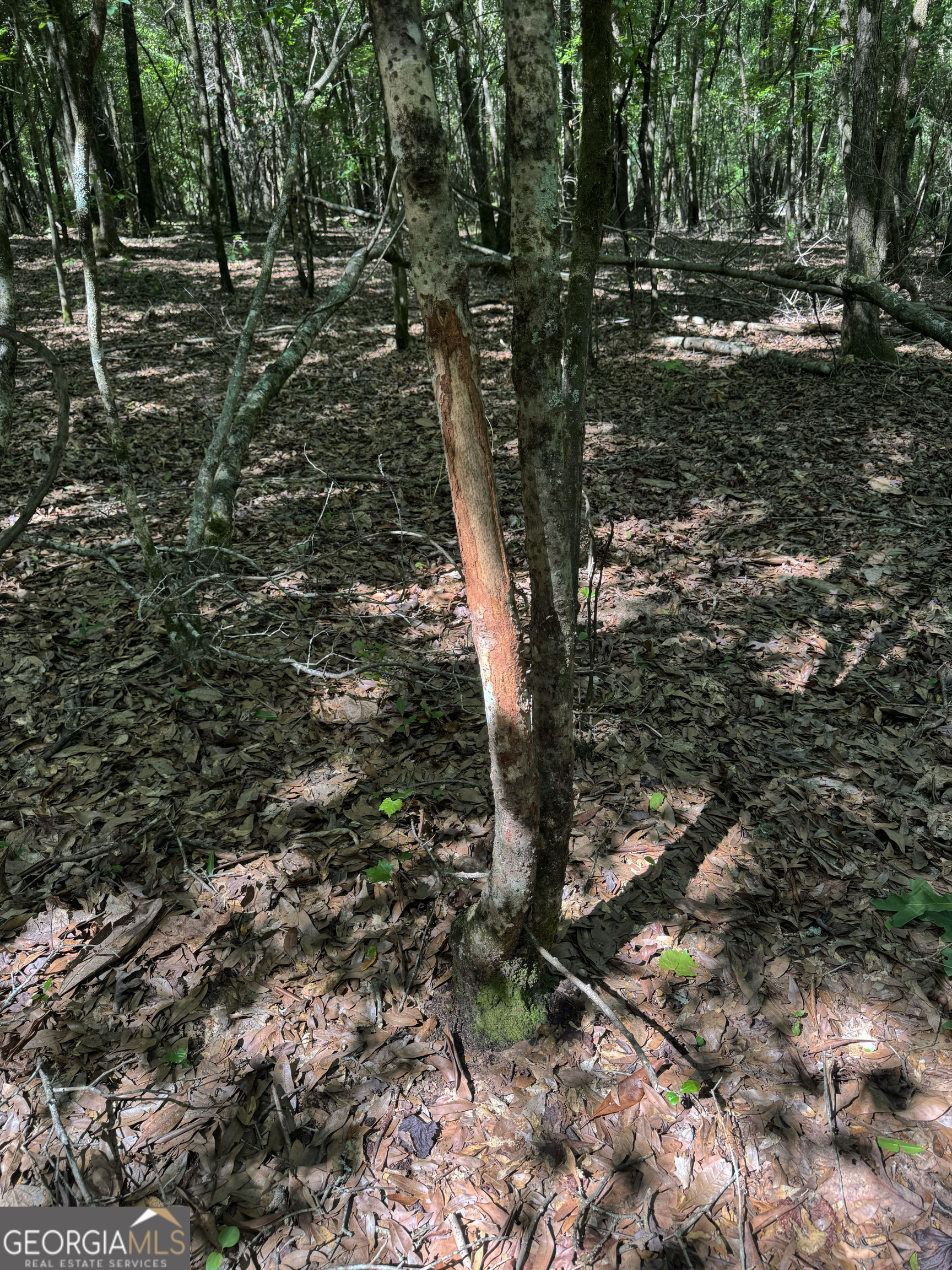 2415 Highway 82 Cuthbert, GA 39840 - Photo 12 of 25 a picture of trees