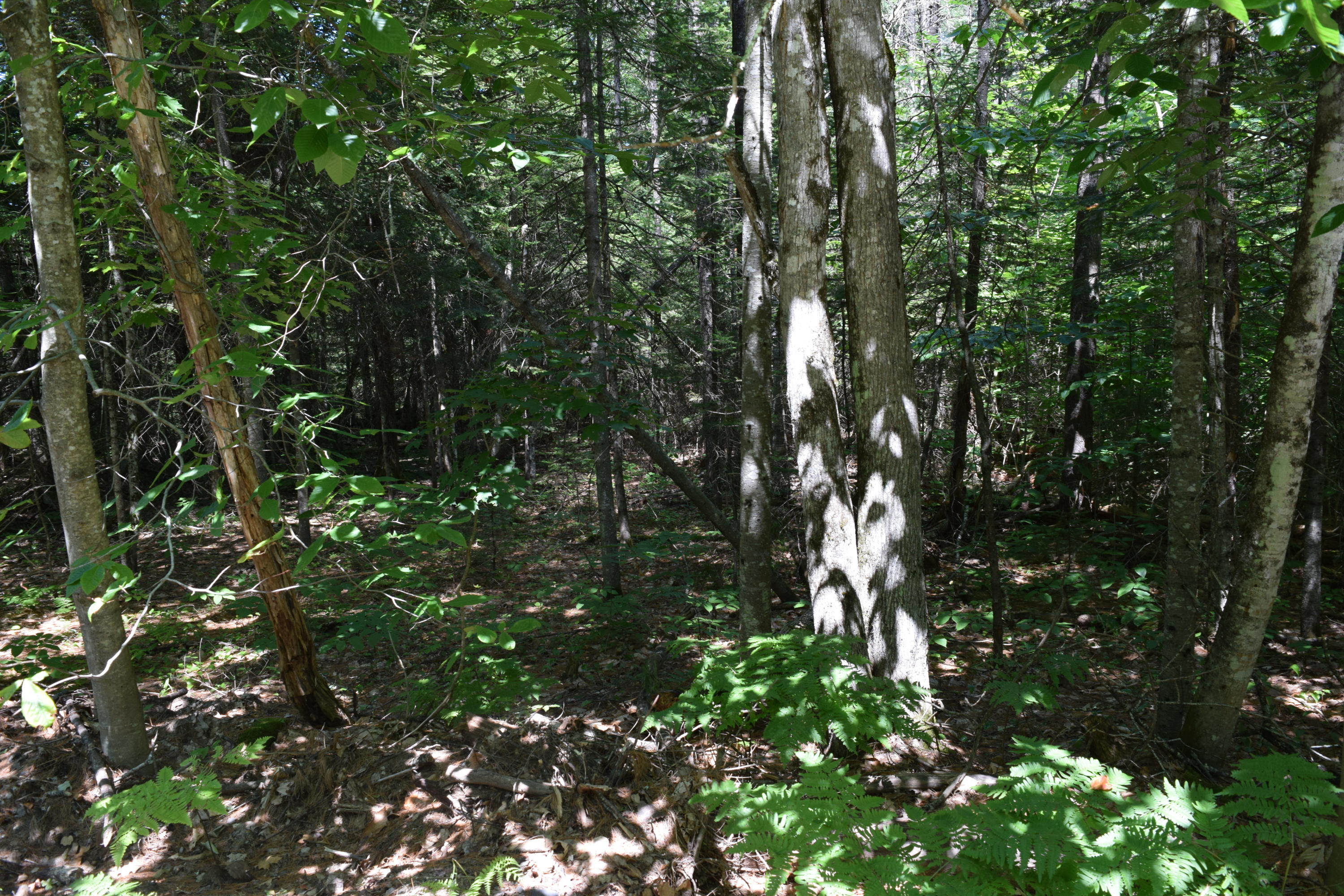 Lot 7 Waterford Road Harrison, ME 04040 - Photo 6 of 21 DSC_0004