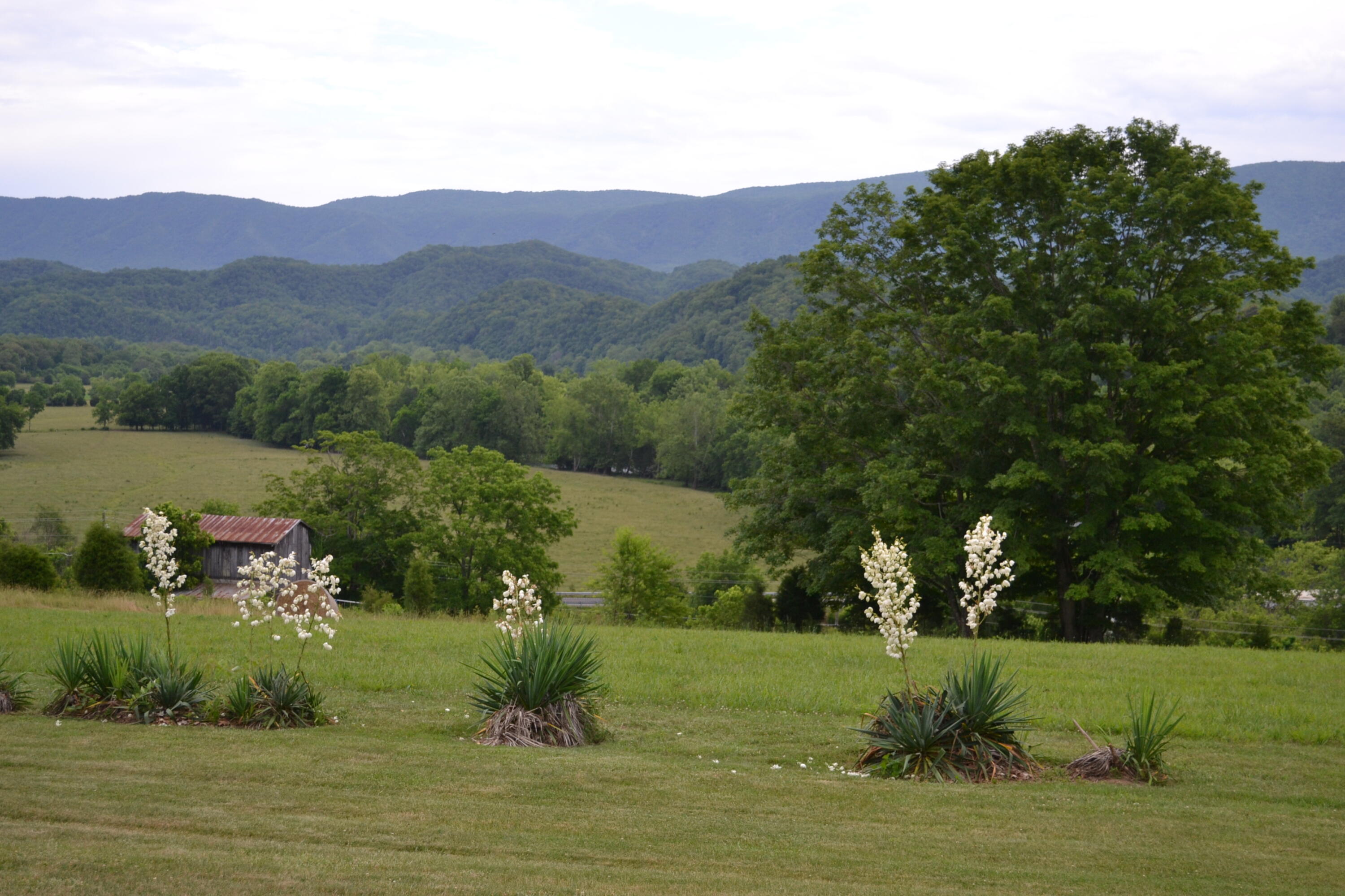 335 Green Road Bristol, TN 37620 - Photo 3 of 45 DSC_8007