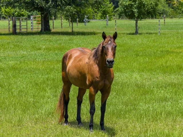 $1,995,000 | 13935 Blue Springs Road, Youngstown, FL 32466