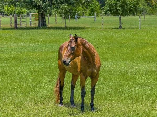 $1,950,000 | 13935 Blue Springs Road, Youngstown, FL 32466