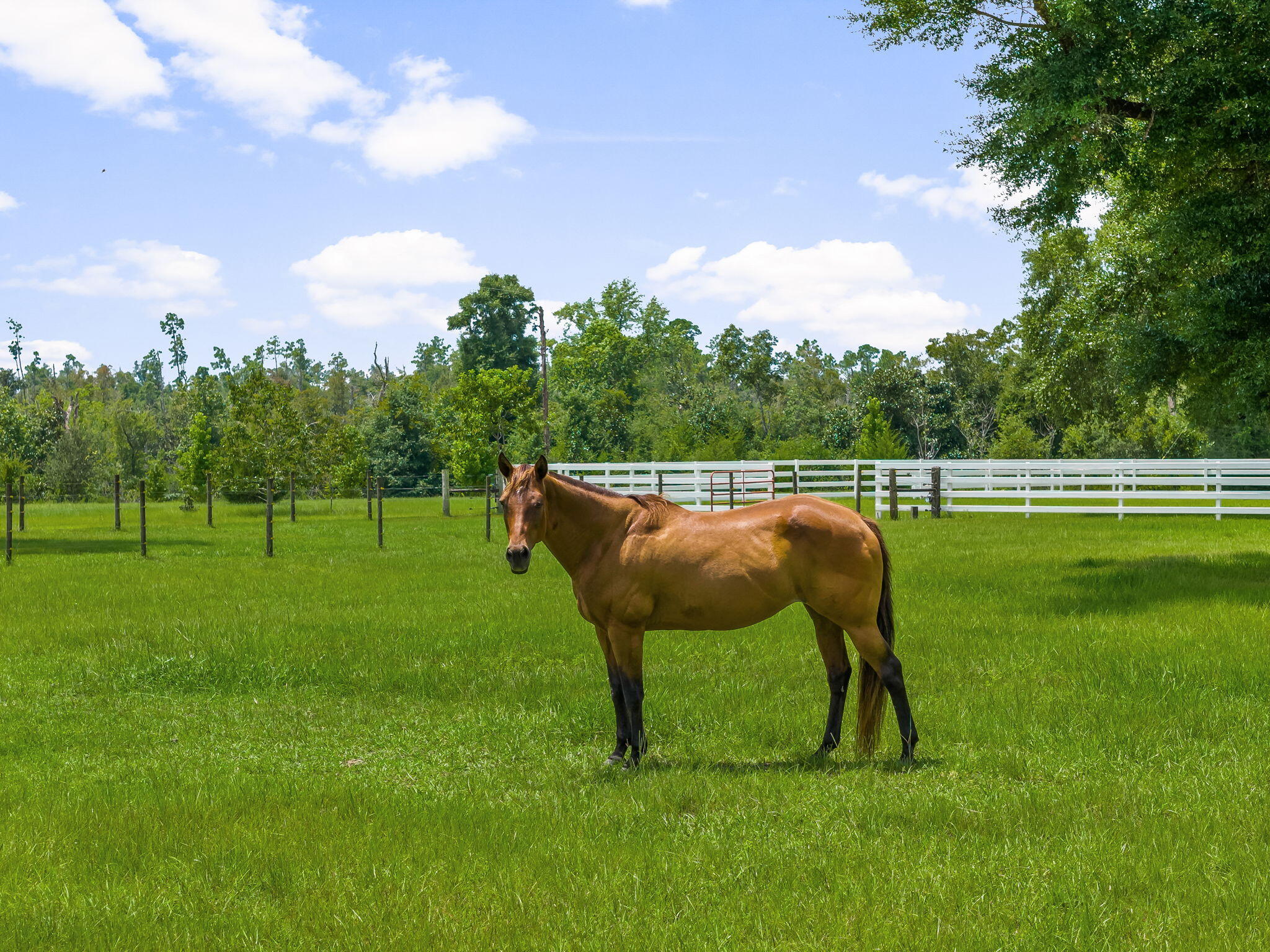 13935 Blue Springs Road Youngstown, FL 32466 - Photo 118 of 142 118-web-or-mls-13935 Blue Springs Rd-12