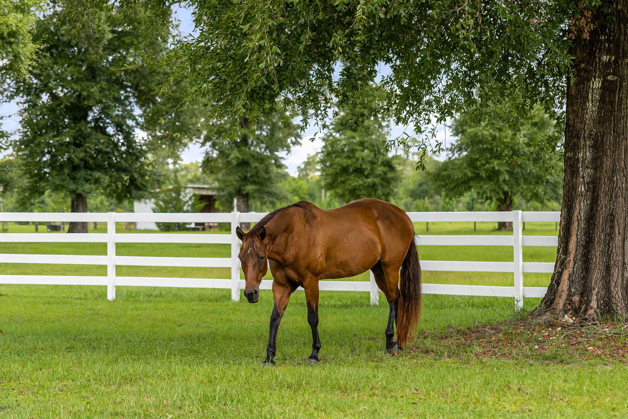 13935 Blue Springs Road Youngstown, FL 32466 - Photo 55 of 142 55-web-or-mls-BARN-5