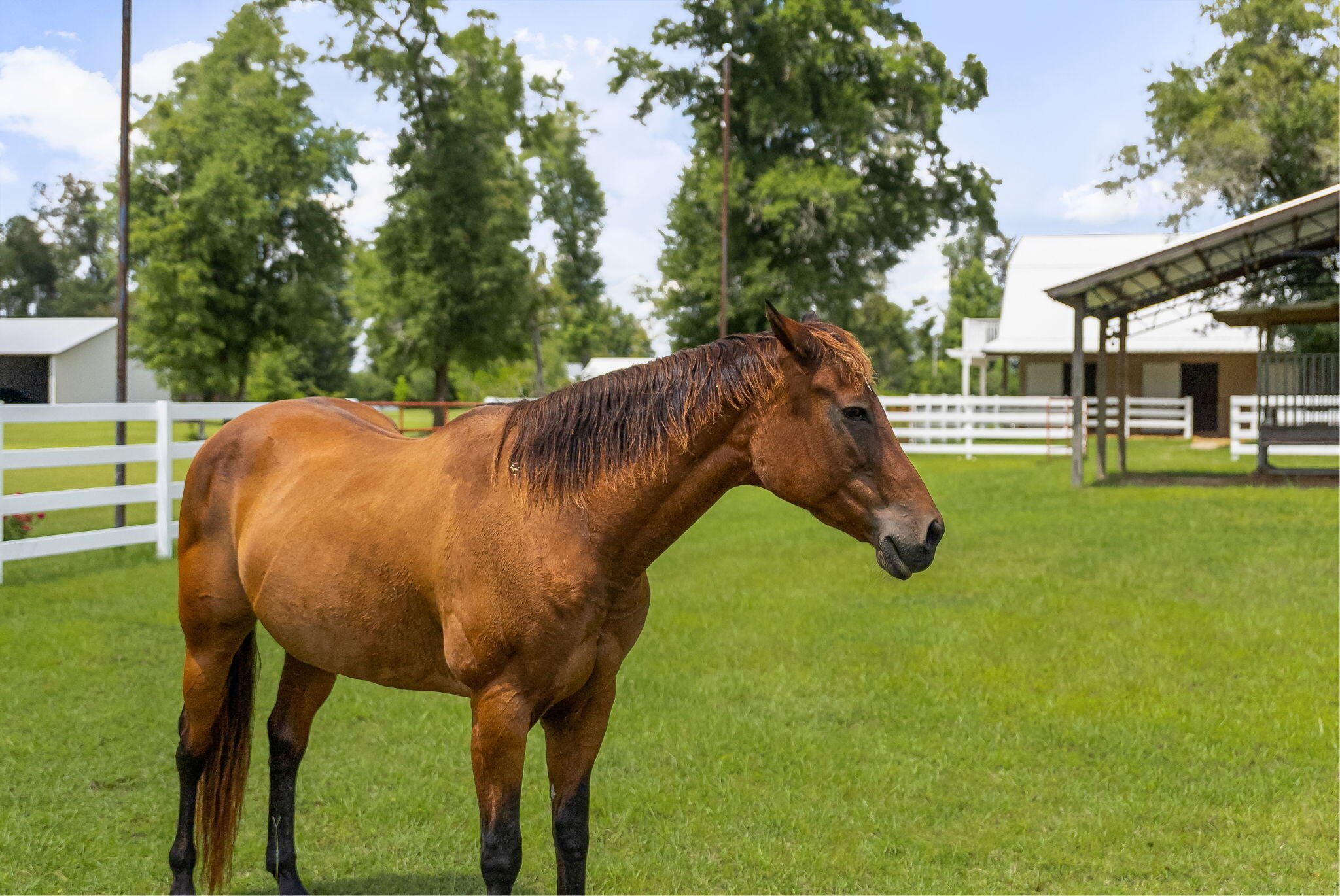 13935 Blue Springs Road Youngstown, FL 32466 - Photo 56 of 142 56-web-or-mls-BARN-6