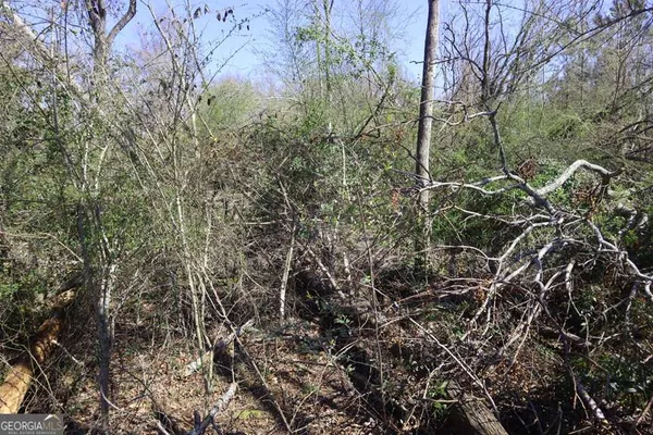 a view of a forest