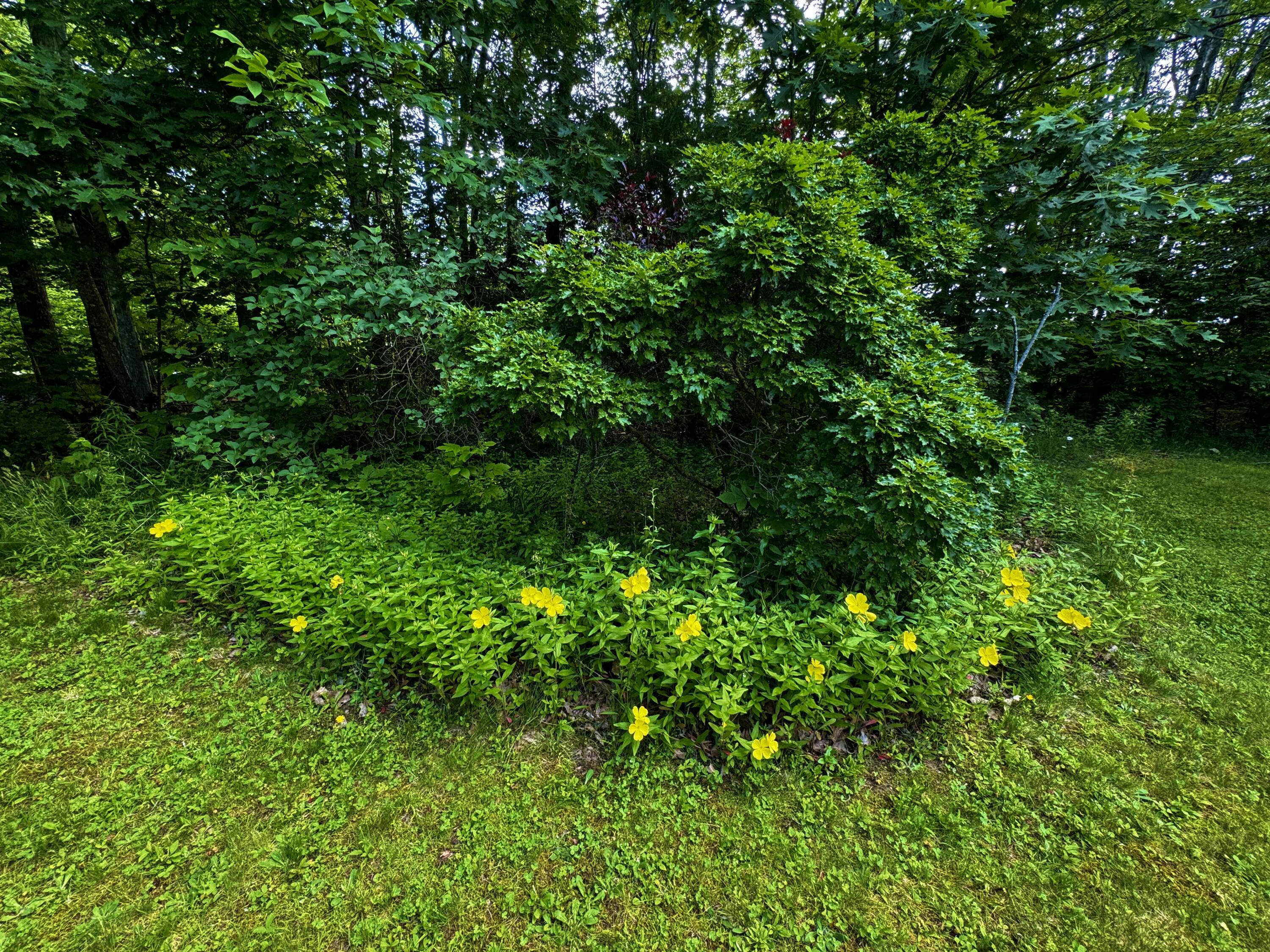 110 Littlefield Road Newburgh, ME 04444 - Photo 27 of 59 IMG_6060