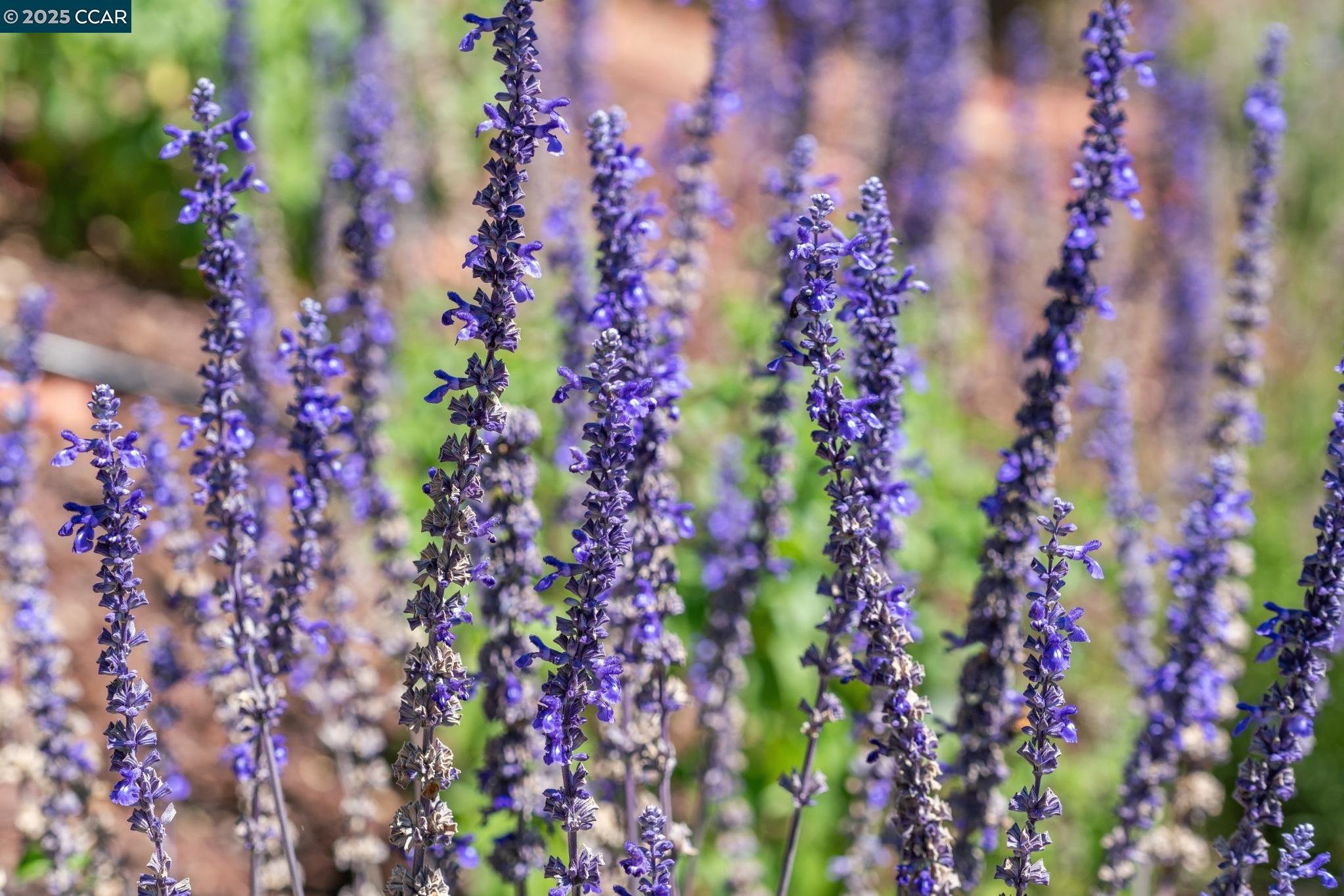3555 Old Mountain View Drive Lafayette, CA 94549 - Photo 9 of 41 a close up of a flower