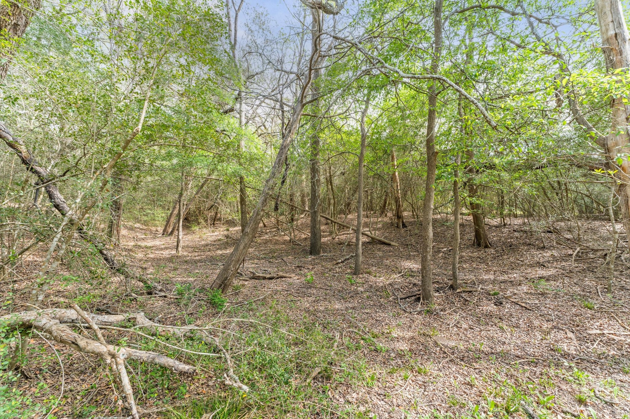 1221 Abel Road New Ulm, TX 78950 - Photo 12 of 15 Densely wooded area with a variety of trees and underbrush, creating a natural forest-like setting. Ideal for those seeking privacy.