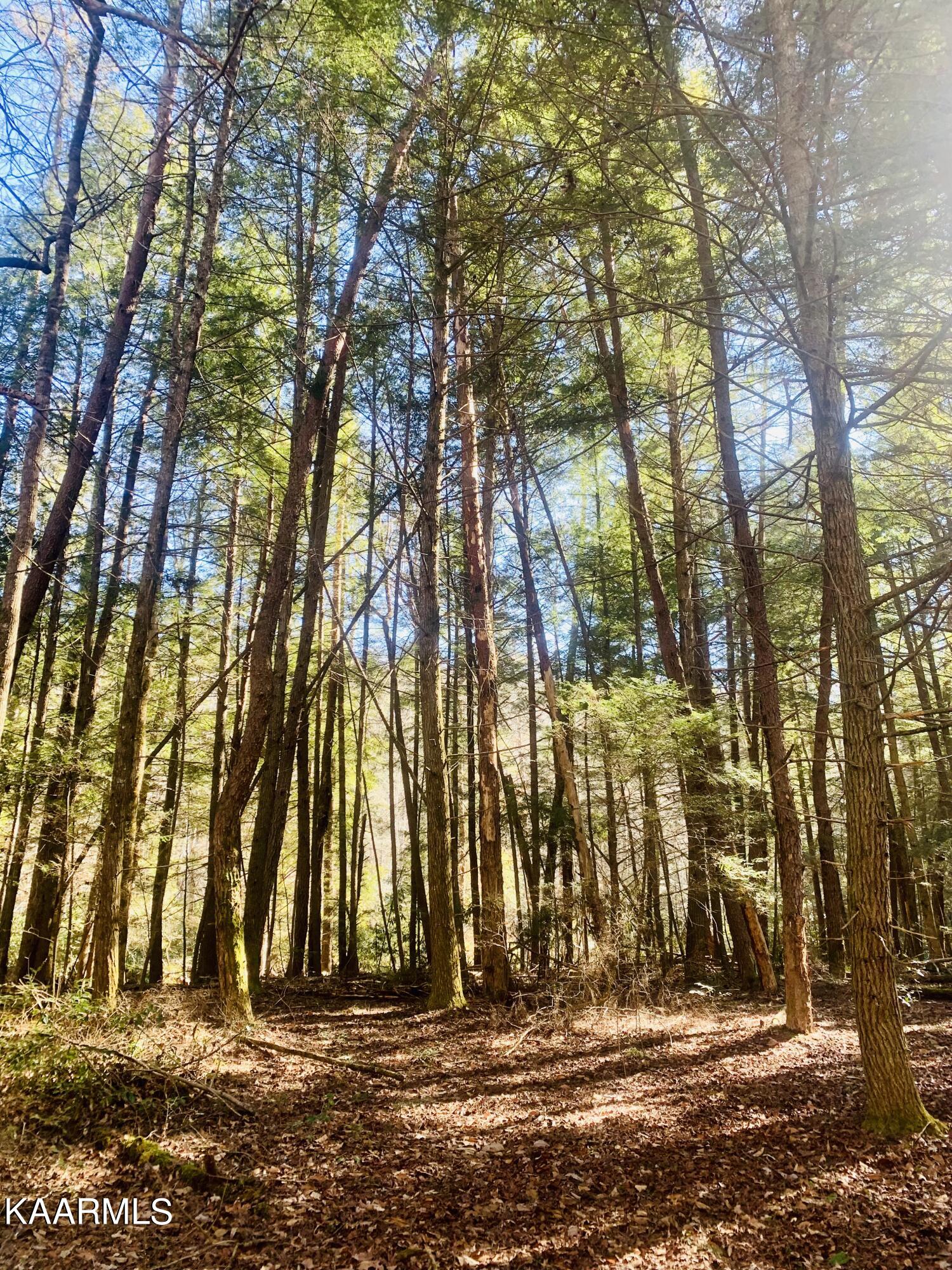 East Fork Crawford, TN 38554 - Photo 4 of 20 D78F9043-C422-456F-8F28-BCA3A912A33C