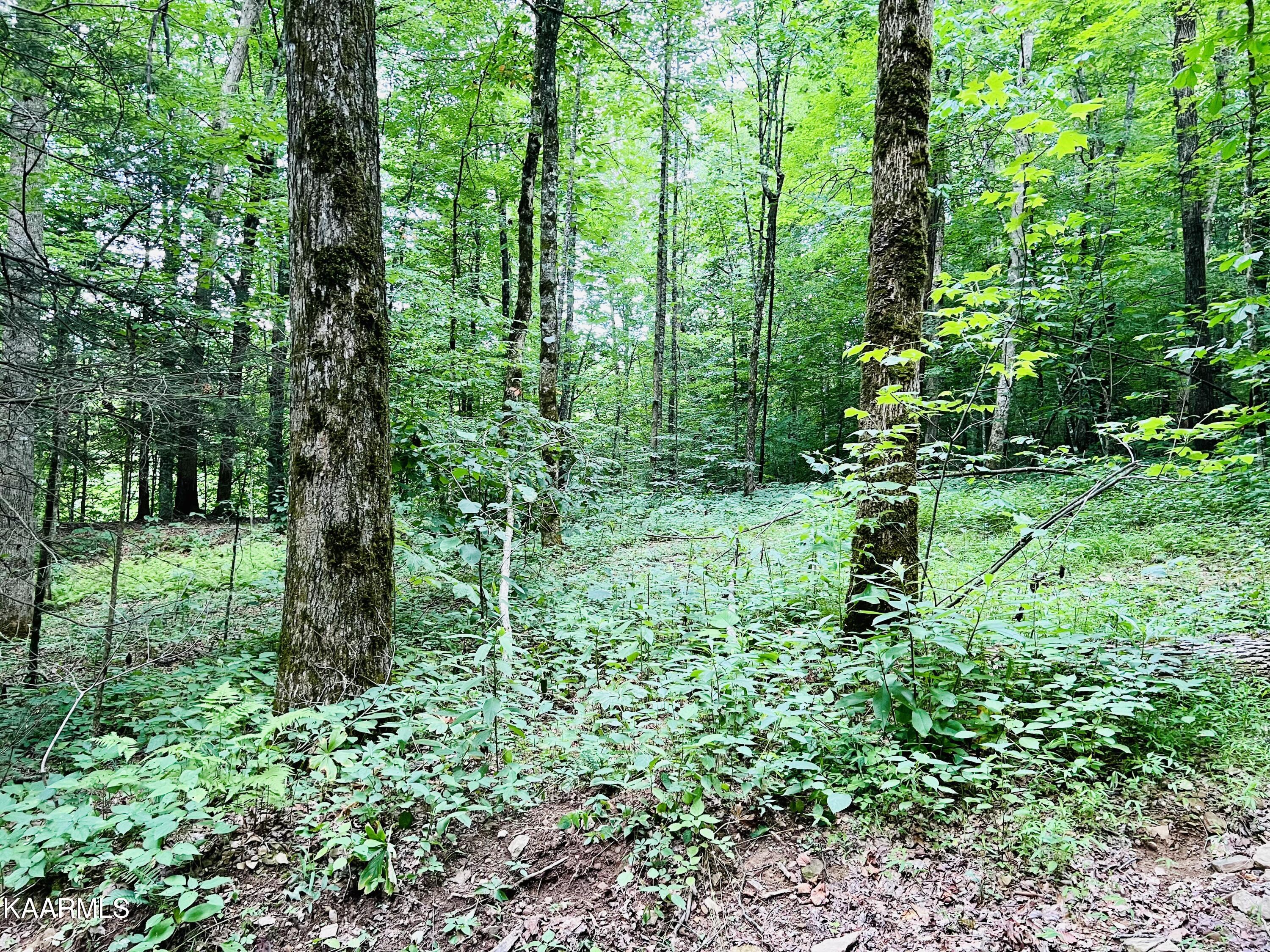 East Fork Crawford, TN 38554 - Photo 8 of 20 736286D3-4513-428C-80A3-79315FED9888