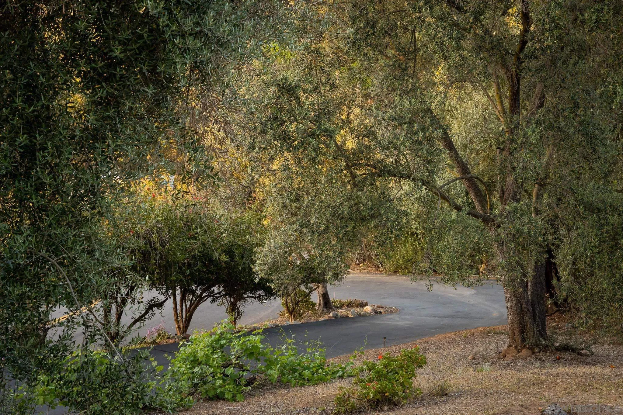 13995 Belvedere Drive Poway, CA 92064 - Photo 37 of 54 a view of a yard with plants and trees