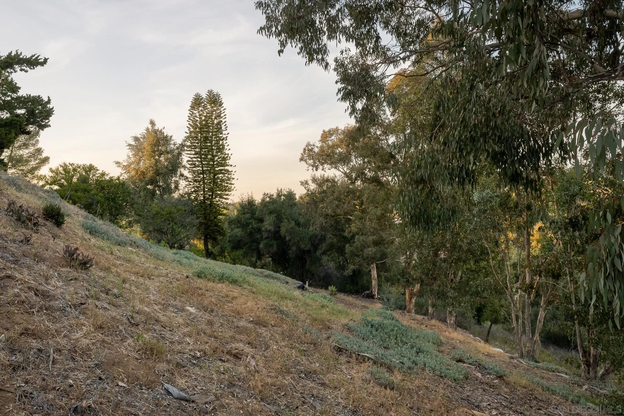 13995 Belvedere Drive Poway, CA 92064 - Photo 39 of 54 a view of a forest with trees in the background