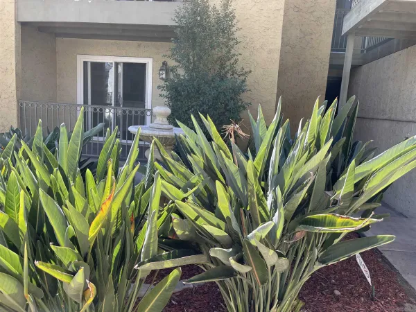 a view of a plant in a garden