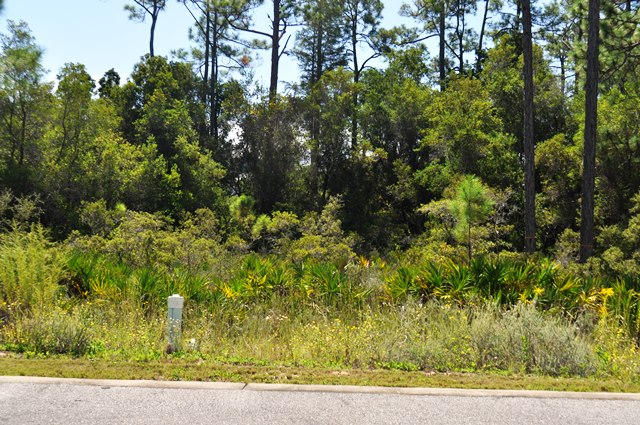 Lot 34 Redbud Ln Inlet Beach Inlet Beach, FL 32461 - Photo 1 of 11 a view of a yard