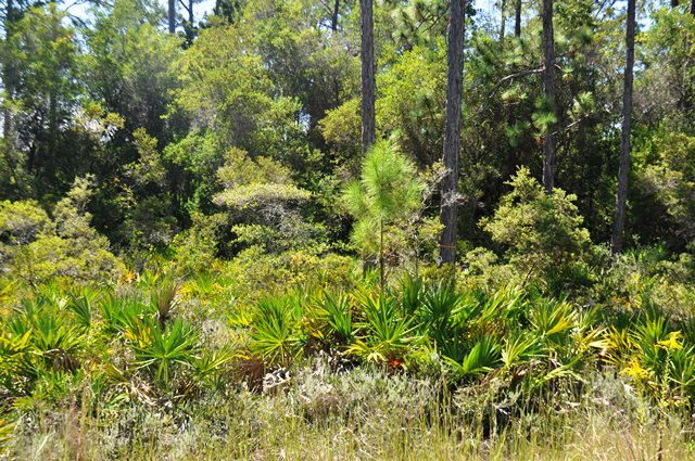 Lot 34 Redbud Ln Inlet Beach Inlet Beach, FL 32461 - Photo 3 of 11 a view of a lush green forest