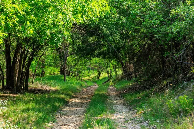 a view of a lush green forest