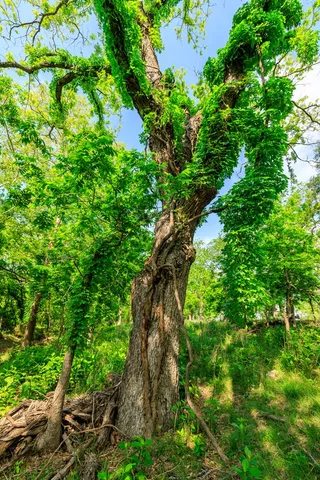 a big yard with lots of green space and trees