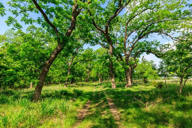a big yard with lots of green space and deers