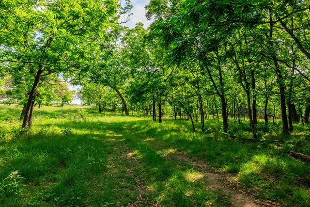 a backyard of a house with lots of green space