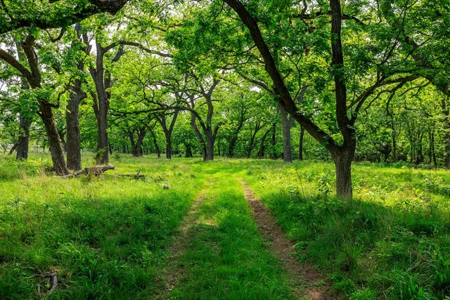 a view of a lush green forest