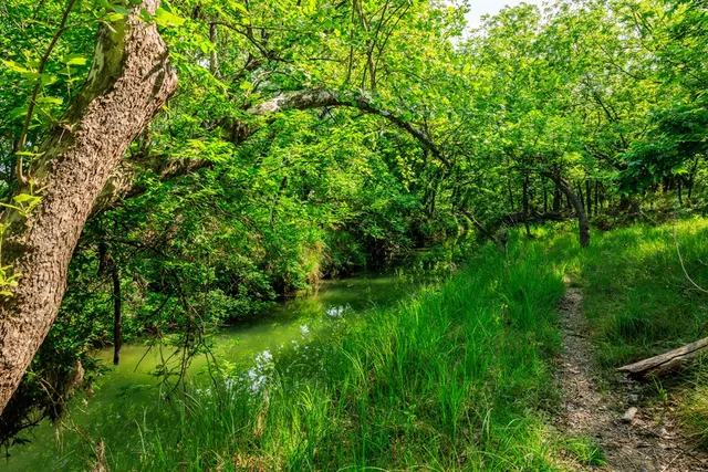 a view of a lush green space