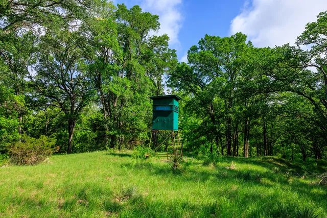 a view of a lush green forest