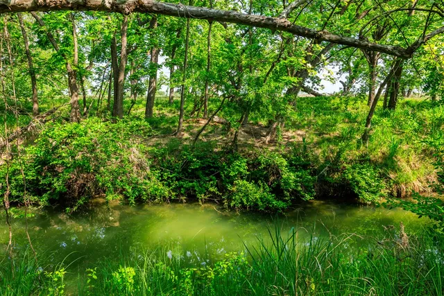 a view of a lush green forest