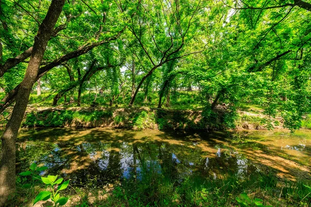 a backyard of a house with lots of trees