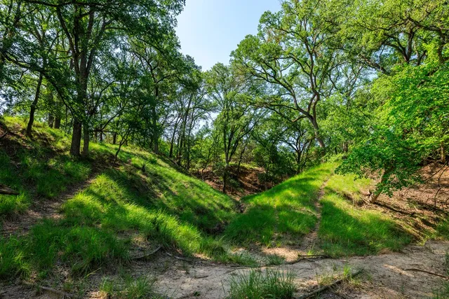 a yard with lots of trees