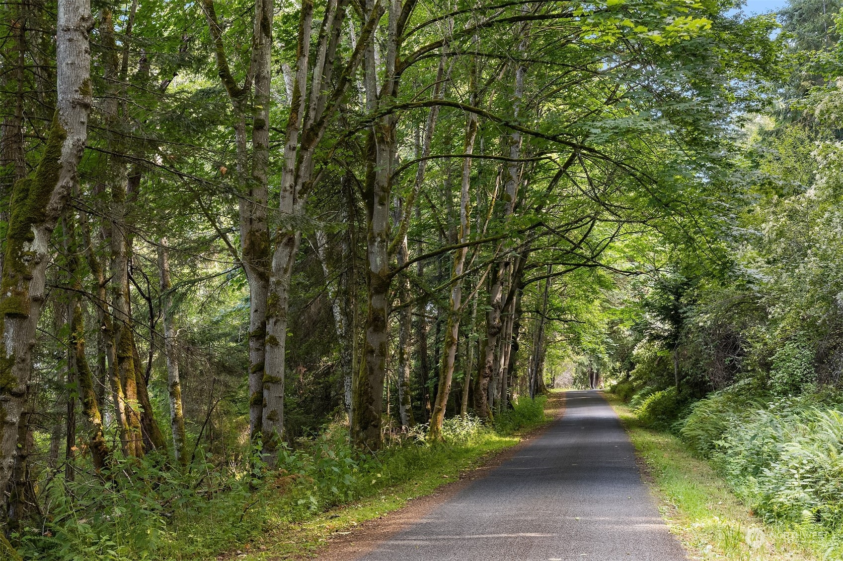 378 Smugglers Cove Road Shaw Island, WA 98286 - Photo 37 of 40 a view of a park with plants and trees