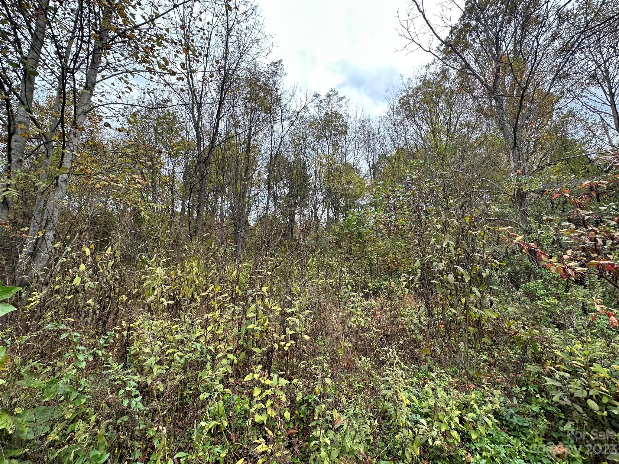 1764 Hyder Mountain Road Clyde, NC 28721 - Photo 8 of 9 a view of a yard with a tree