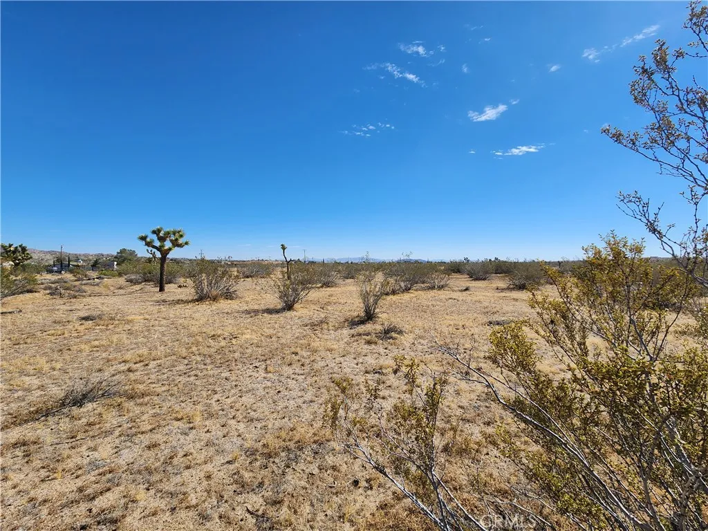 1901 Old Woman Springs Road Yucca Valley, CA 92285 - Photo 8 of 10 a view of a dry yard with trees in the background
