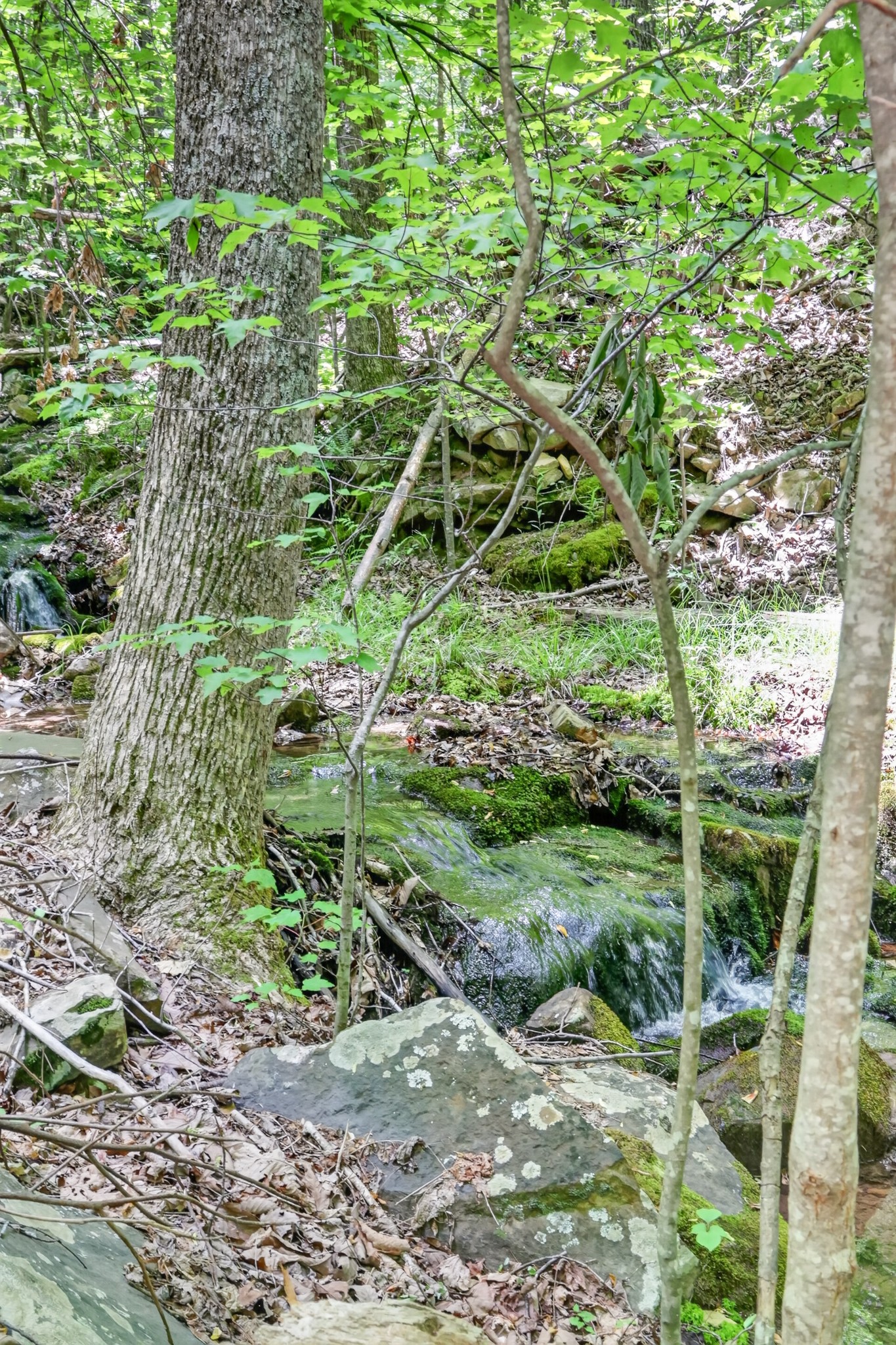 1215 Stage Coach Road Sewanee, TN 37375 - Photo 12 of 30 a view of a garden with a tree