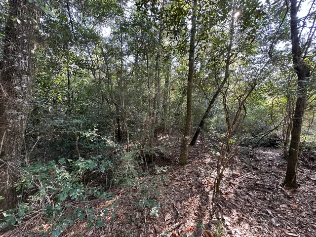 a view of a forest with lots of trees