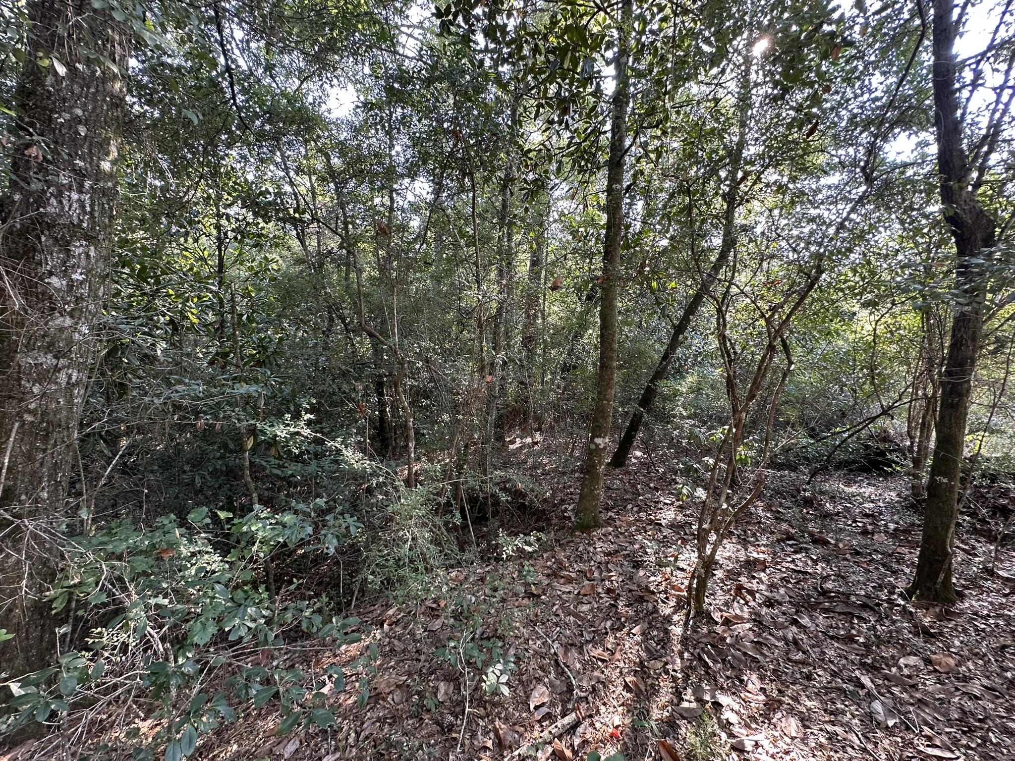 A-e New Ebenezer Road Laurel Hill, FL 32567 - Photo 11 of 29 a view of a forest with trees in the background