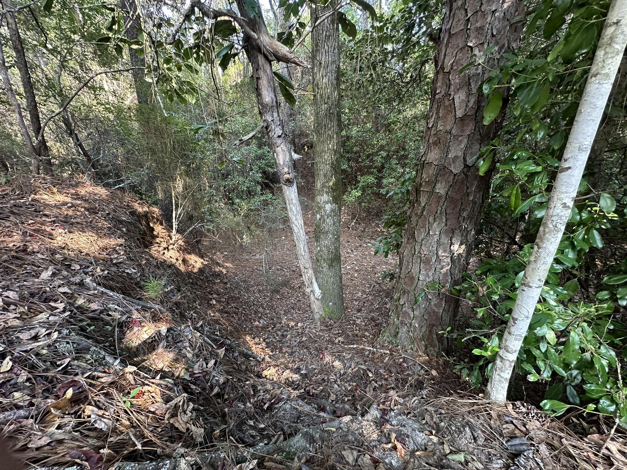 A-e New Ebenezer Road Laurel Hill, FL 32567 - Photo 12 of 29 a view of a forest with lots of trees