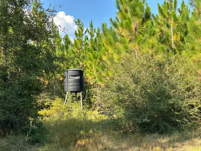 a view of a big yard with large trees